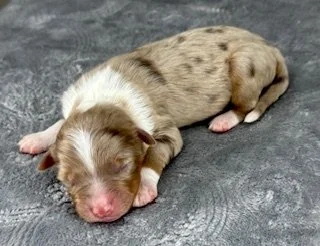 Red Merle Male (Available)