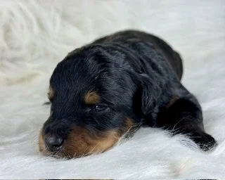 Black Phantom Male (Available)