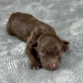 Red Phantom Male (Available)