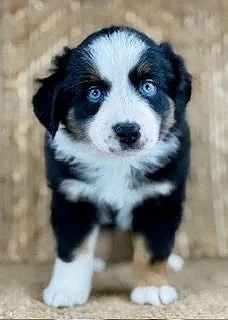 "QUINN" -Classic K9's Quinn