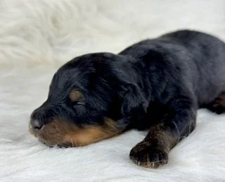 Black Phantom Male (Available)