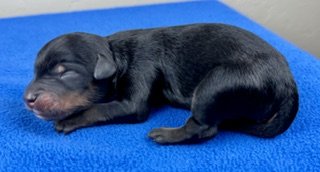 Black Phantom Male (Available)