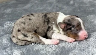Blue Merle Male (Available)