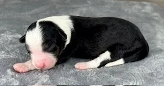 Black Tri Female (Available)