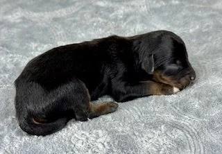 Black Tri Male (Available)