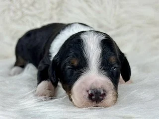 Black Tri Male (Available)