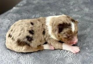Red Merle Female (Available)