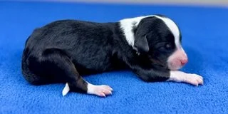 Black Tri Male (Available)