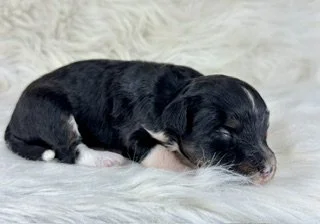 Black Tri Female (Available)