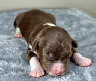 Red Tri Male (Available)