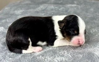 Black Tri Female (Available)