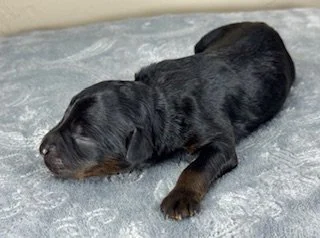 Black Phantom Female (Available)