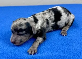 Blue Merle Female (On hold at this time)