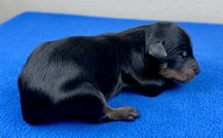 Black Phantom Male (Available)