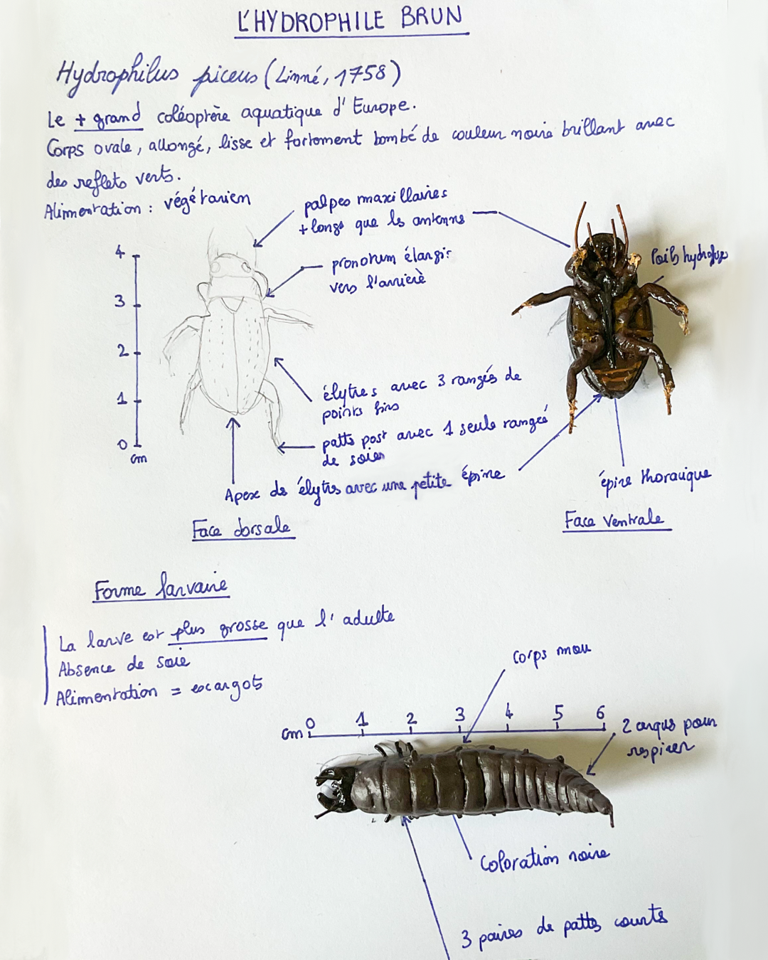 fiche espèce figurine Hydrophile brun face ventrale