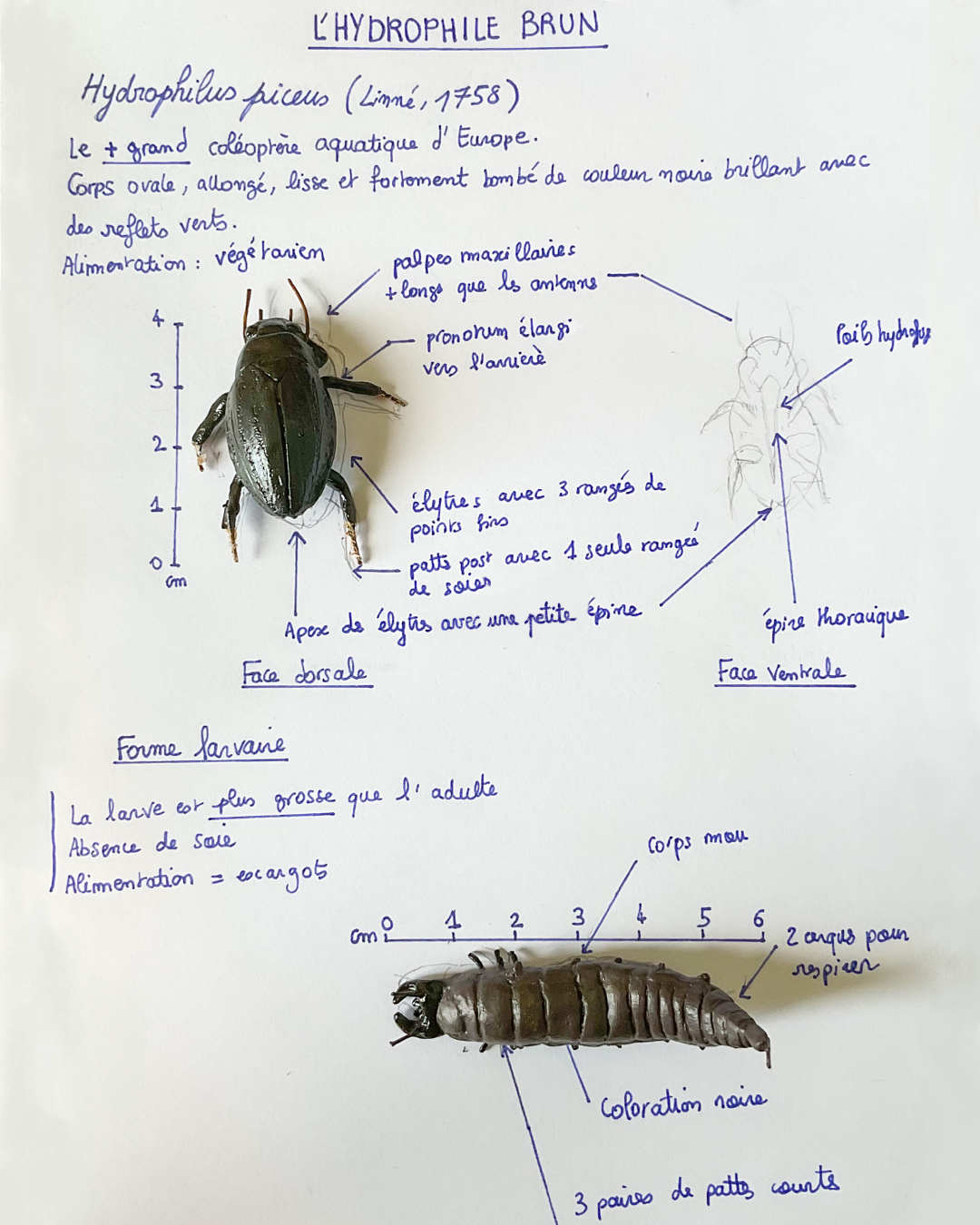 fiche espèce figurine d'Hydrophile brun face dorsale