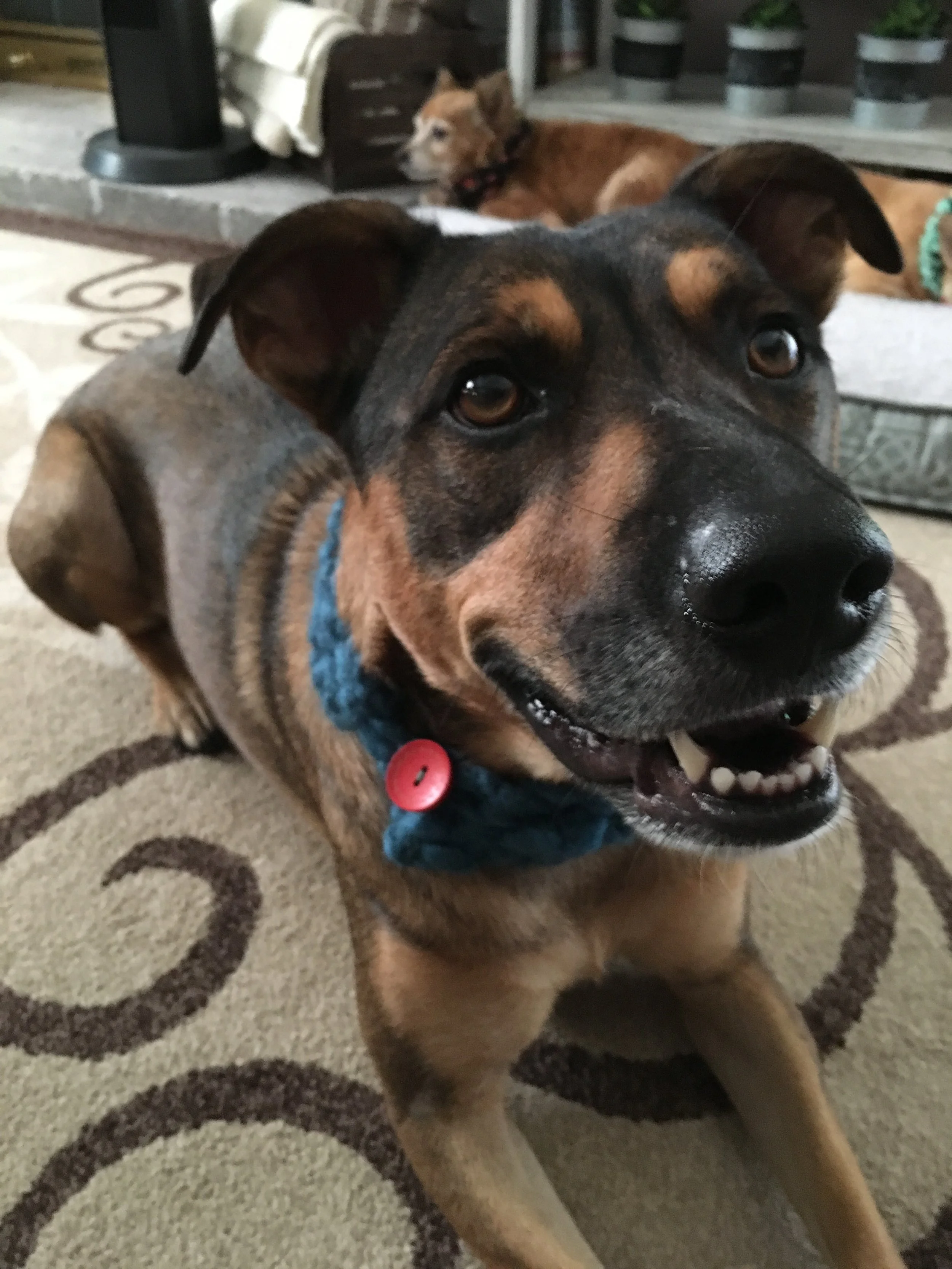 Dog 5.JPG