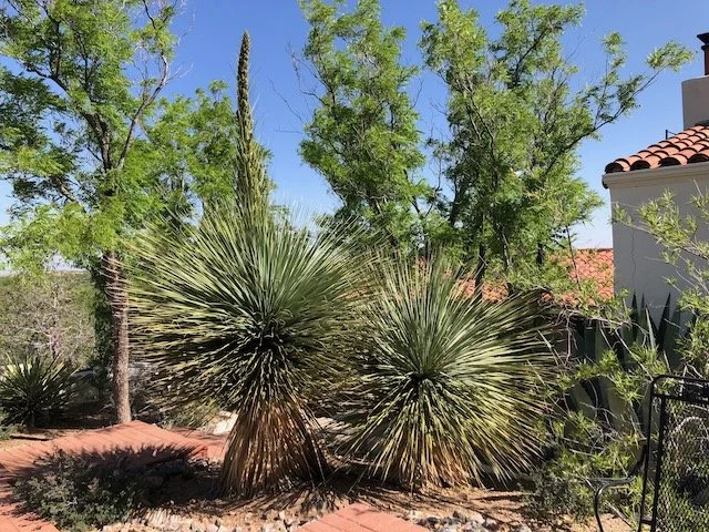 IMG_1820 garden.jpeg