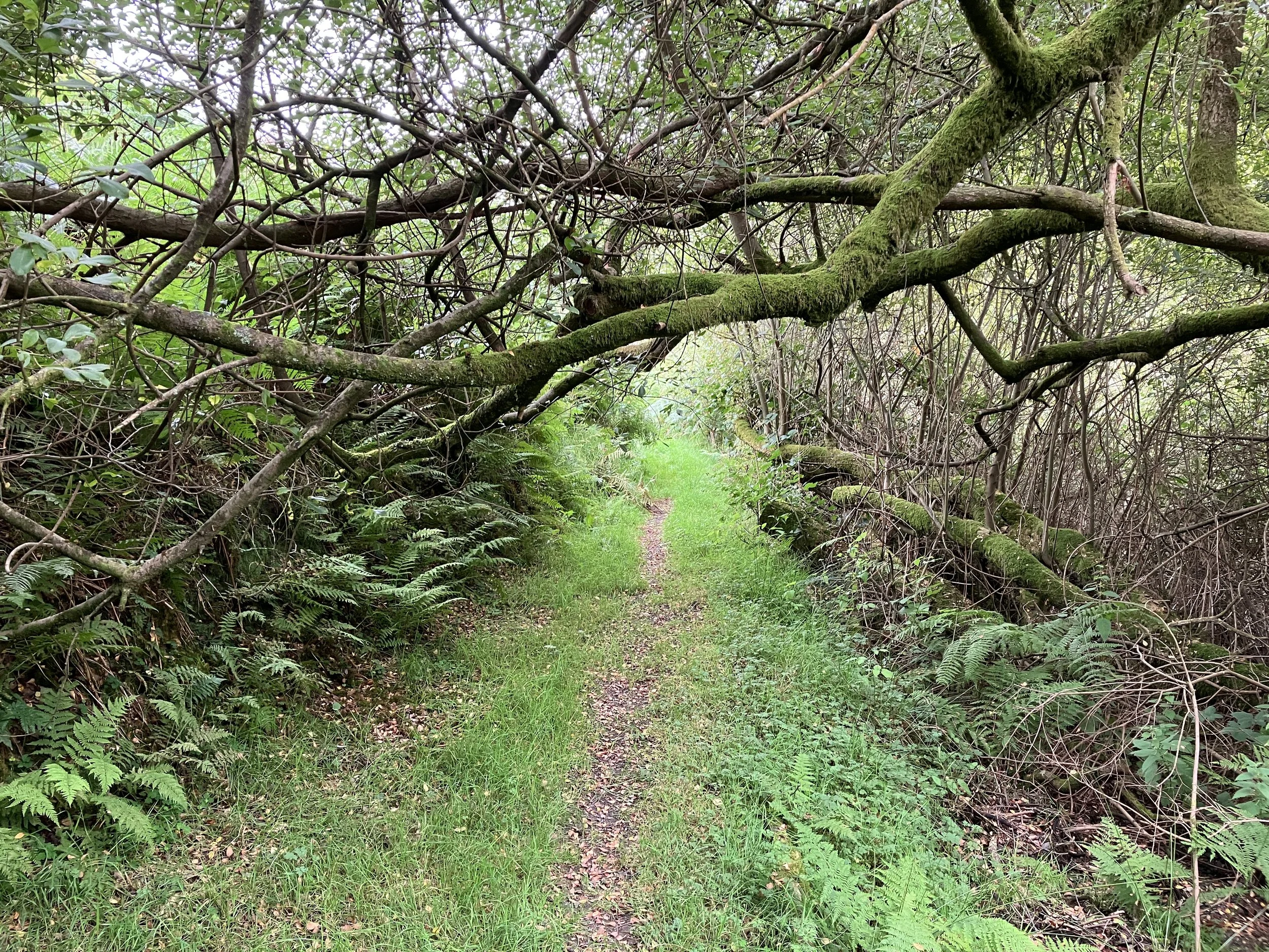 Path through wooded area with mossy tree branch over the path