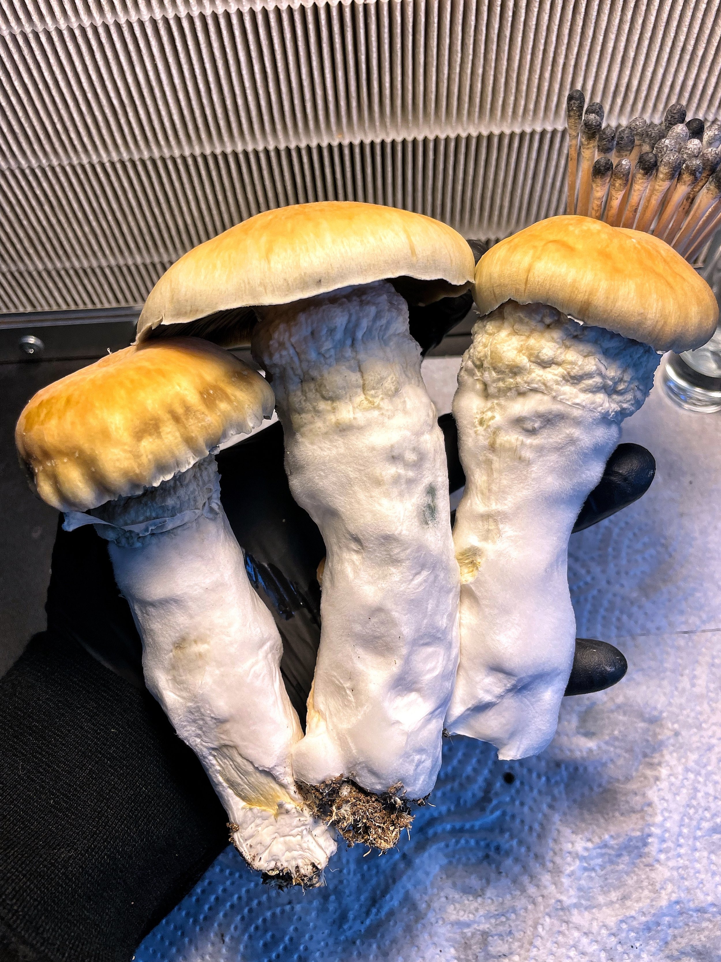 IMG_0626.jpeg