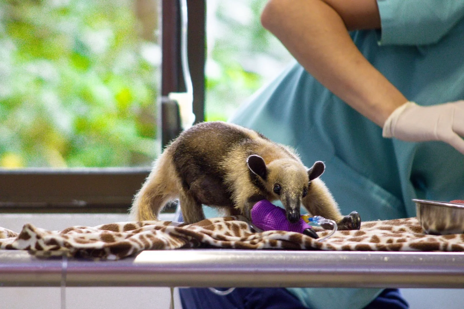 anteater kstr (1).jpeg