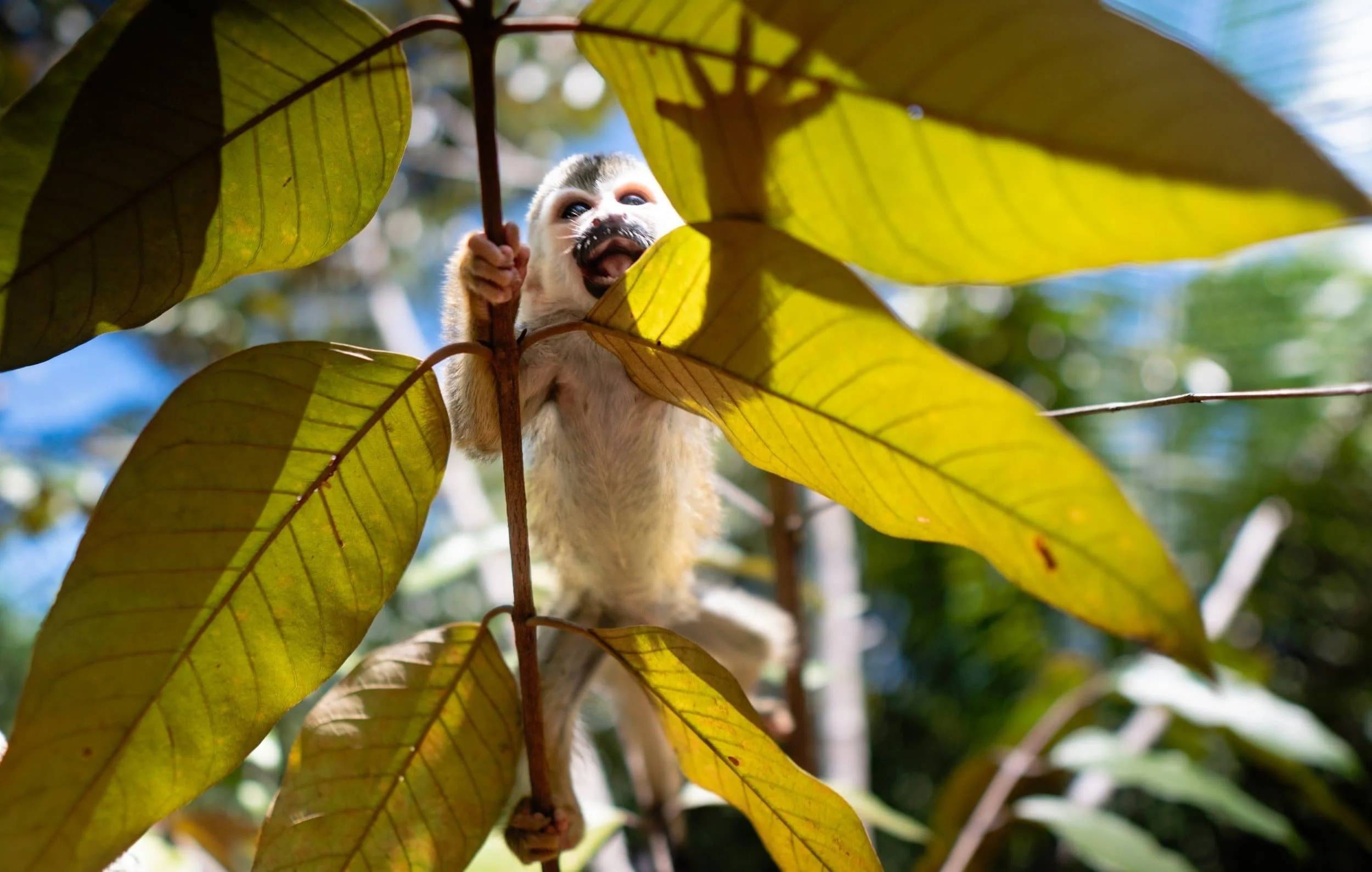 Creative content featuring marketing and social media material captured by an intern photographer at KSTR during study abroad in Costa Rica