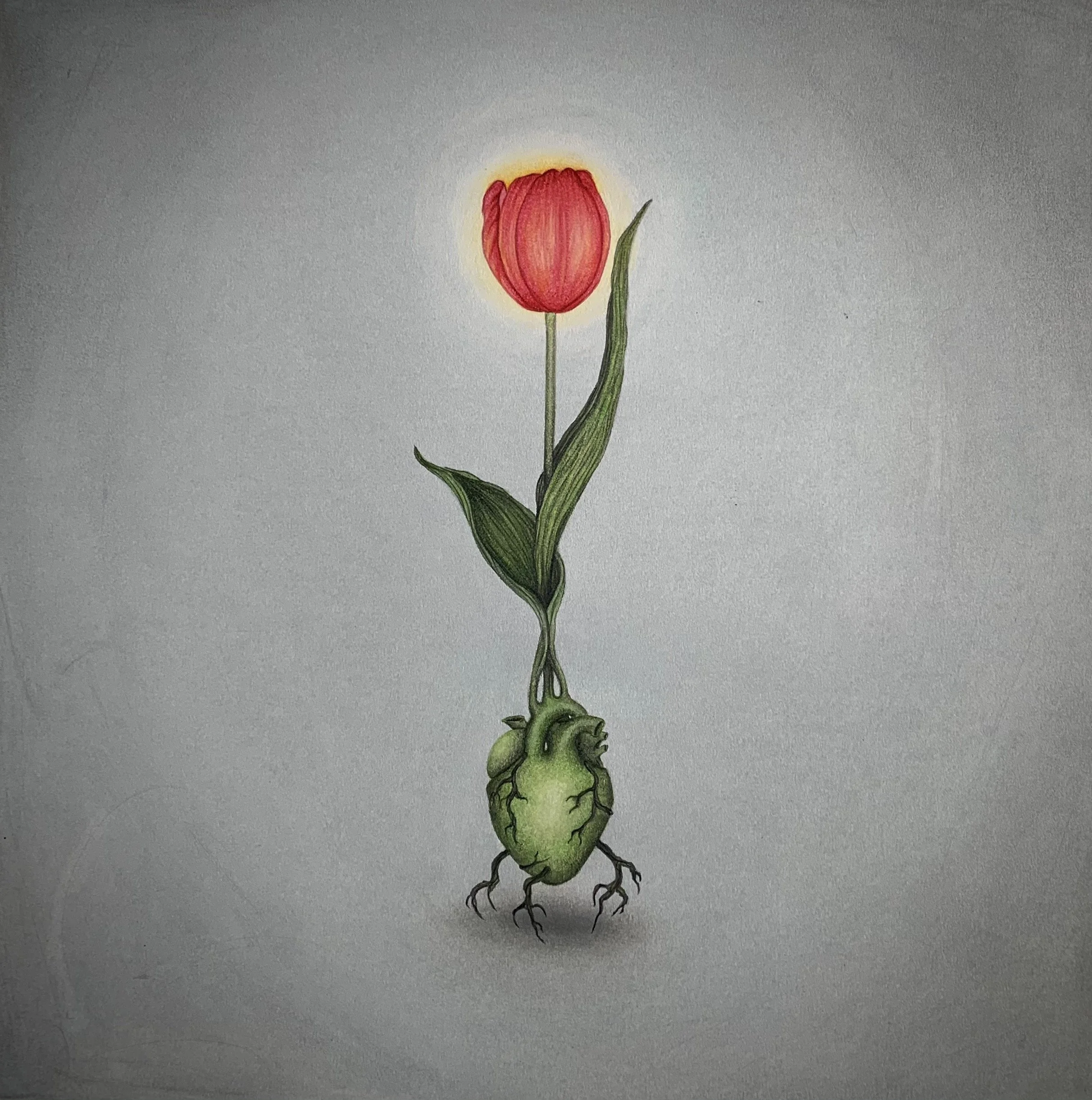 Tulip 2, chalk, ink, pastel on paper, 12"x12"