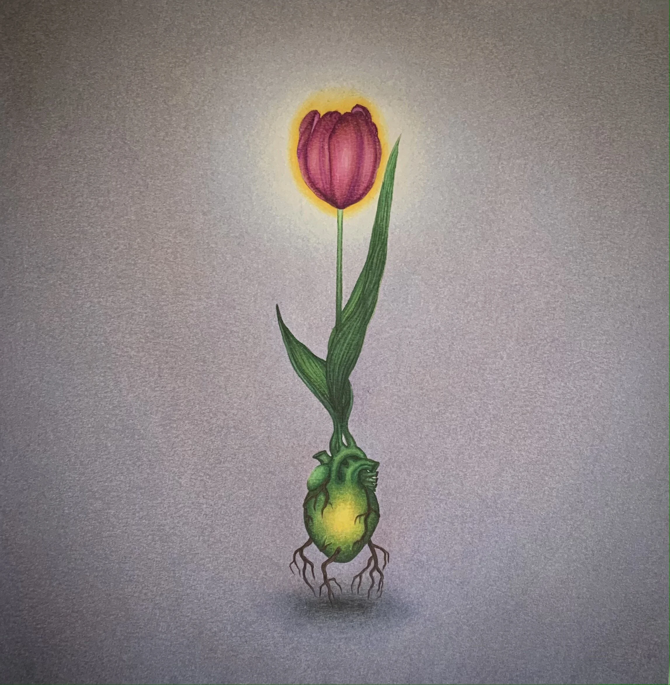 Tulip 3, chalk, ink, pastel on paper, 12"x12"