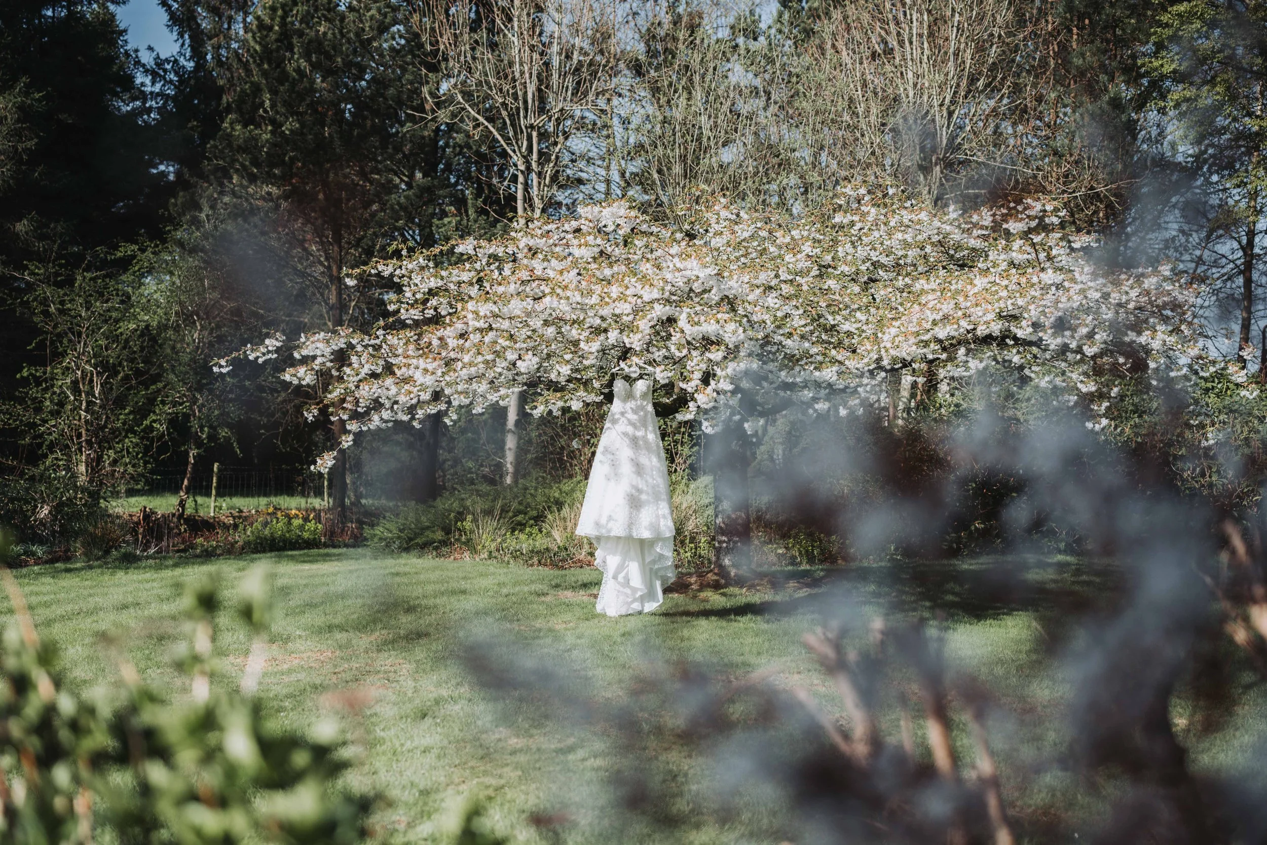 White wedding dress hanging from a blossoming tree in a garden setting.