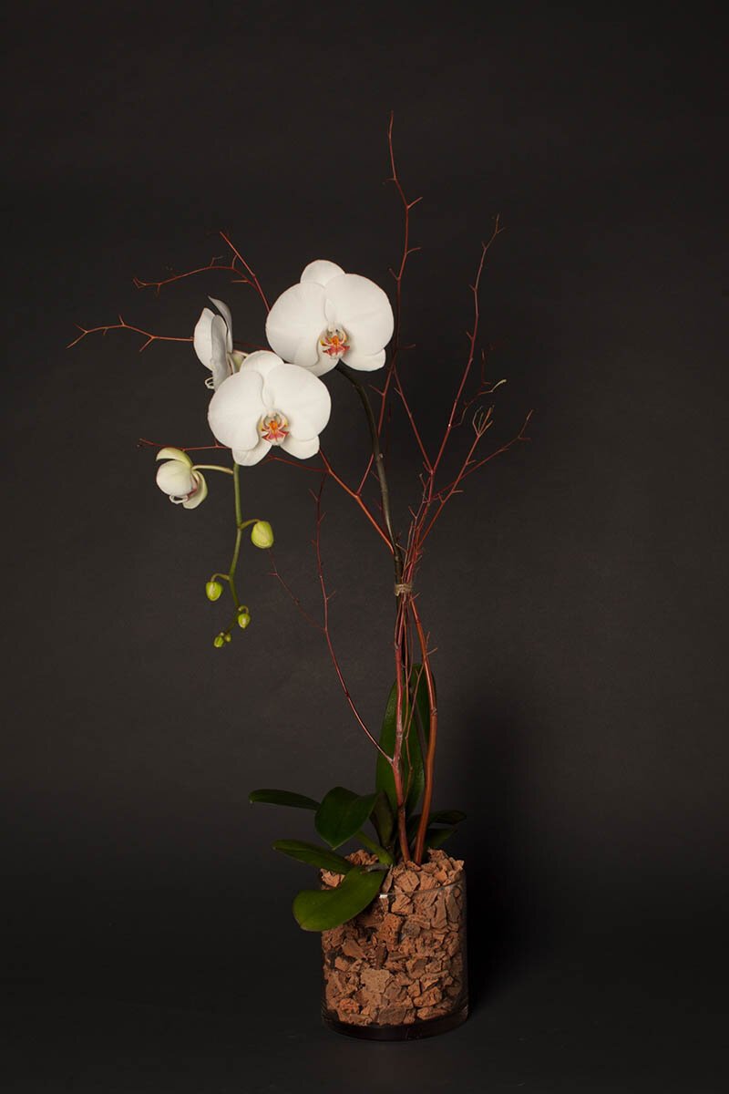 Eddie Zaratsian modern orchid arrangement