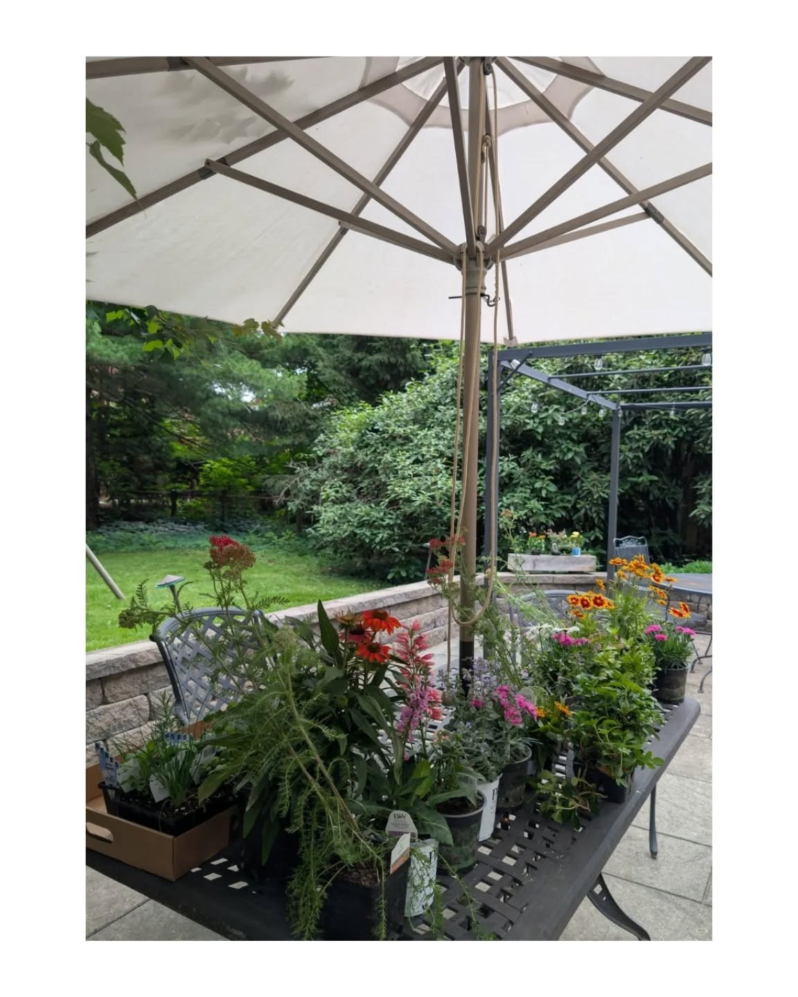 Yesterday we got plants at a local nursery. We focused on native perennials because the yarrow @rebeccawillhoft gave me last year was the only thing to survive the winter.

The experience felt totally different from big box stores where you can buy a
