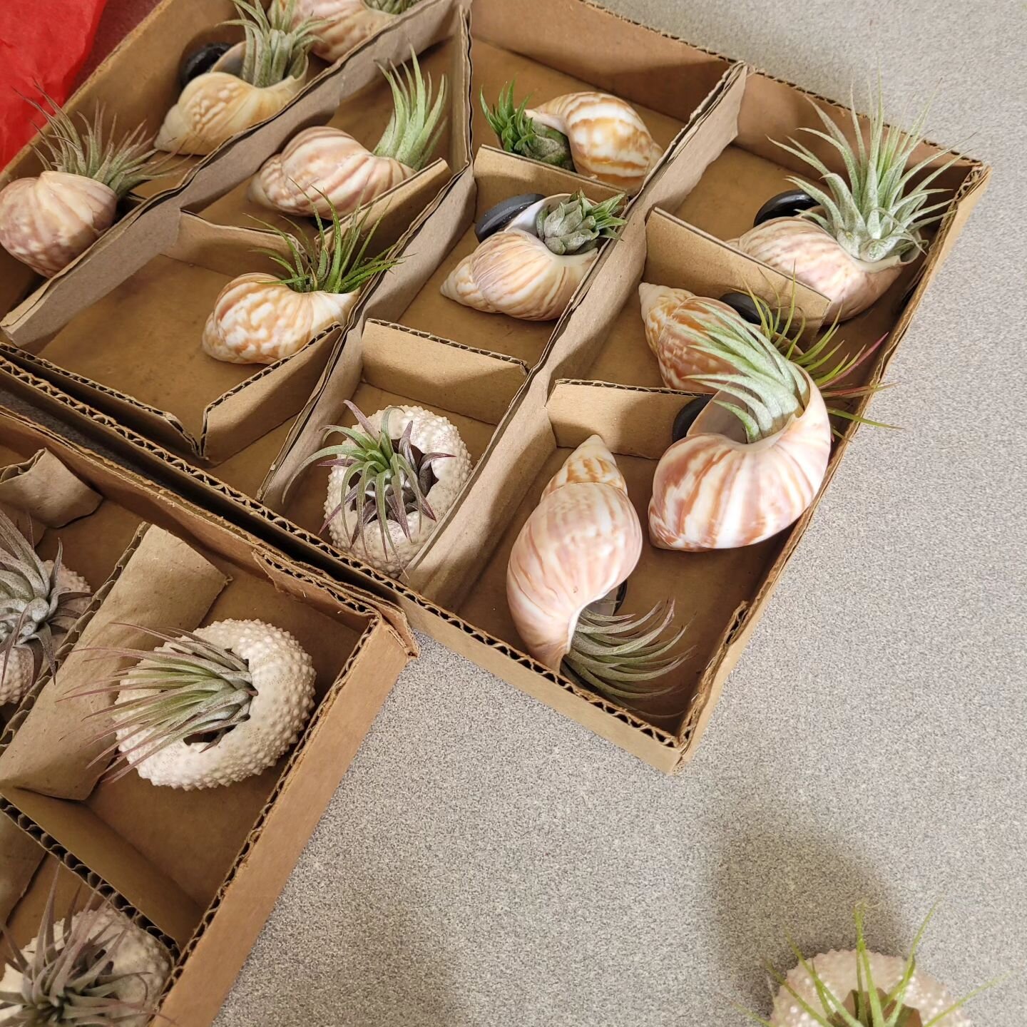 Our students are assembling the air plant shell planters and magnets for our plant sale tomorrow, May 6th, 9am-12pm

We will also have baked goods.
Hope to see you!