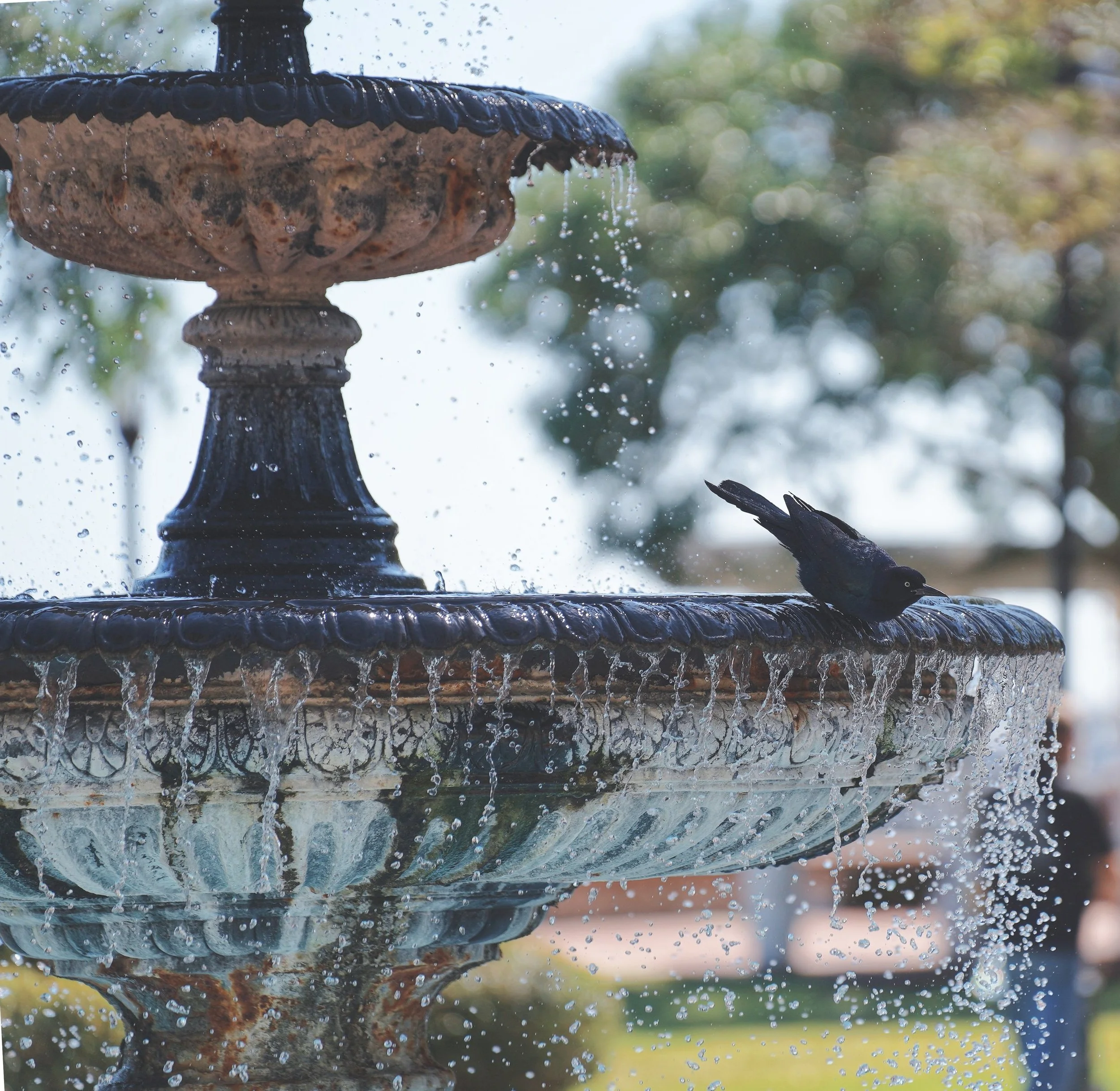 Things To Do in Camden — Camden County Chamber Of Commerce Serving