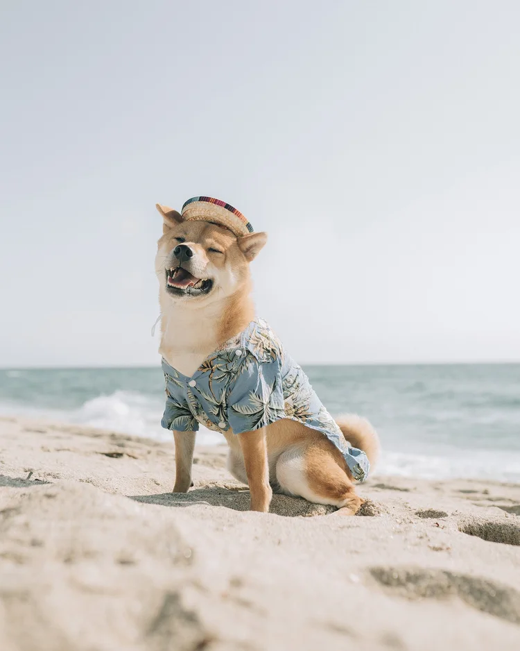 Navarre Beach Pet Resort