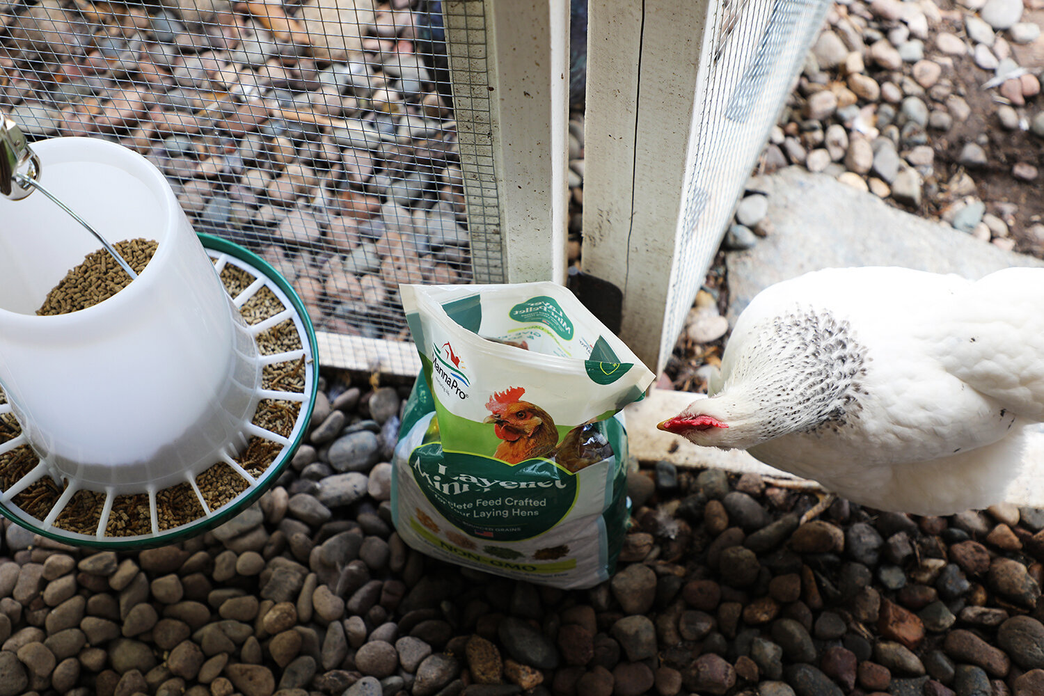 Chicken feeders pets clearance at home