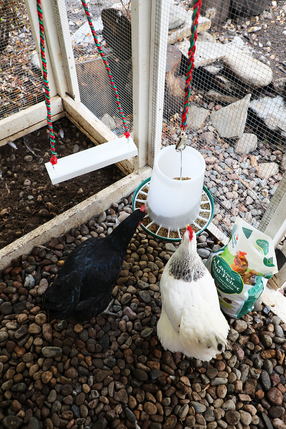 Chicken feeders pets clearance at home