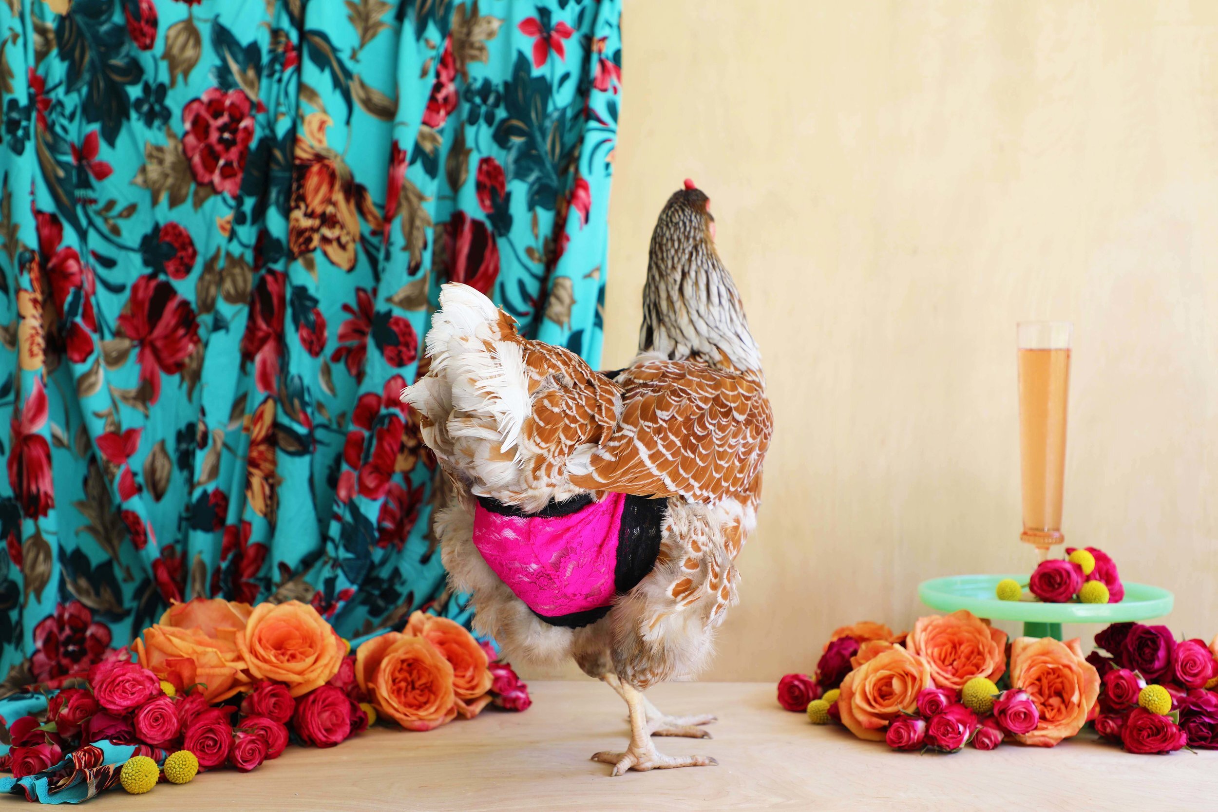 Chicken Lingerie — Drinking With Chickens- Craft cocktail recipes