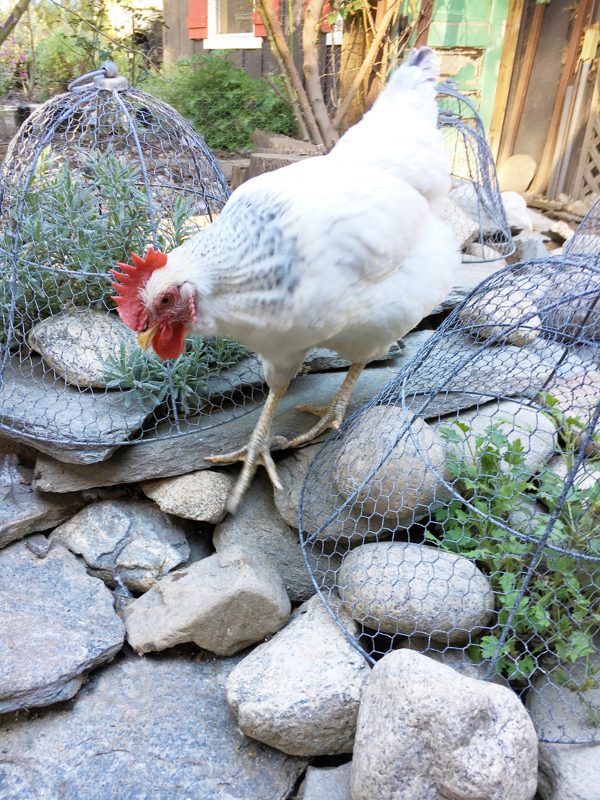 How to Make a DIY Garden Cloche + Gardening with Chickens - Rooted