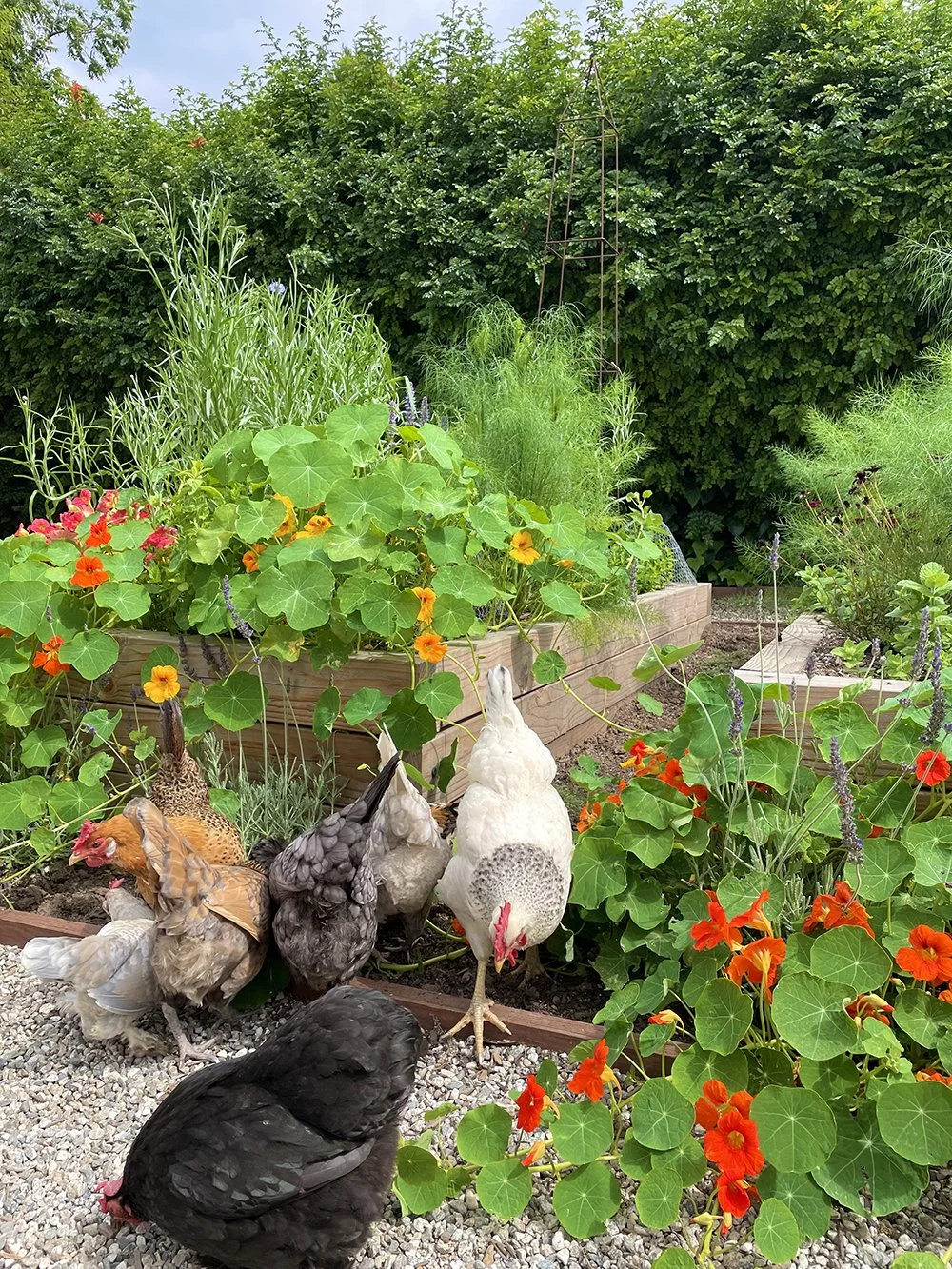 Chicken Gardens The Ultimate Guide To Backyard Poultry Cultivation Chicken Gardens The Ultimate Guide To Backyard Poultry Cultivation