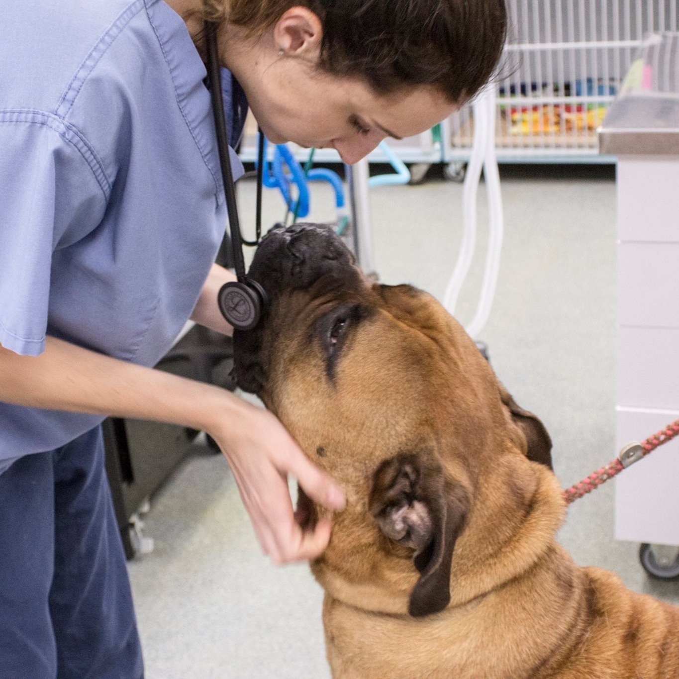 Health and Wellness — Complete Care Animal Hospital