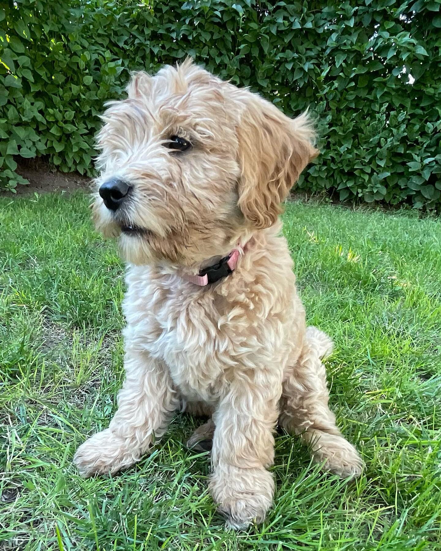 What&rsquo;s one more dog on the farm!! Introducing Luna❤️❤️ #peachesncreamdoodles #doubledoodle #doubledoodlesofinstagram