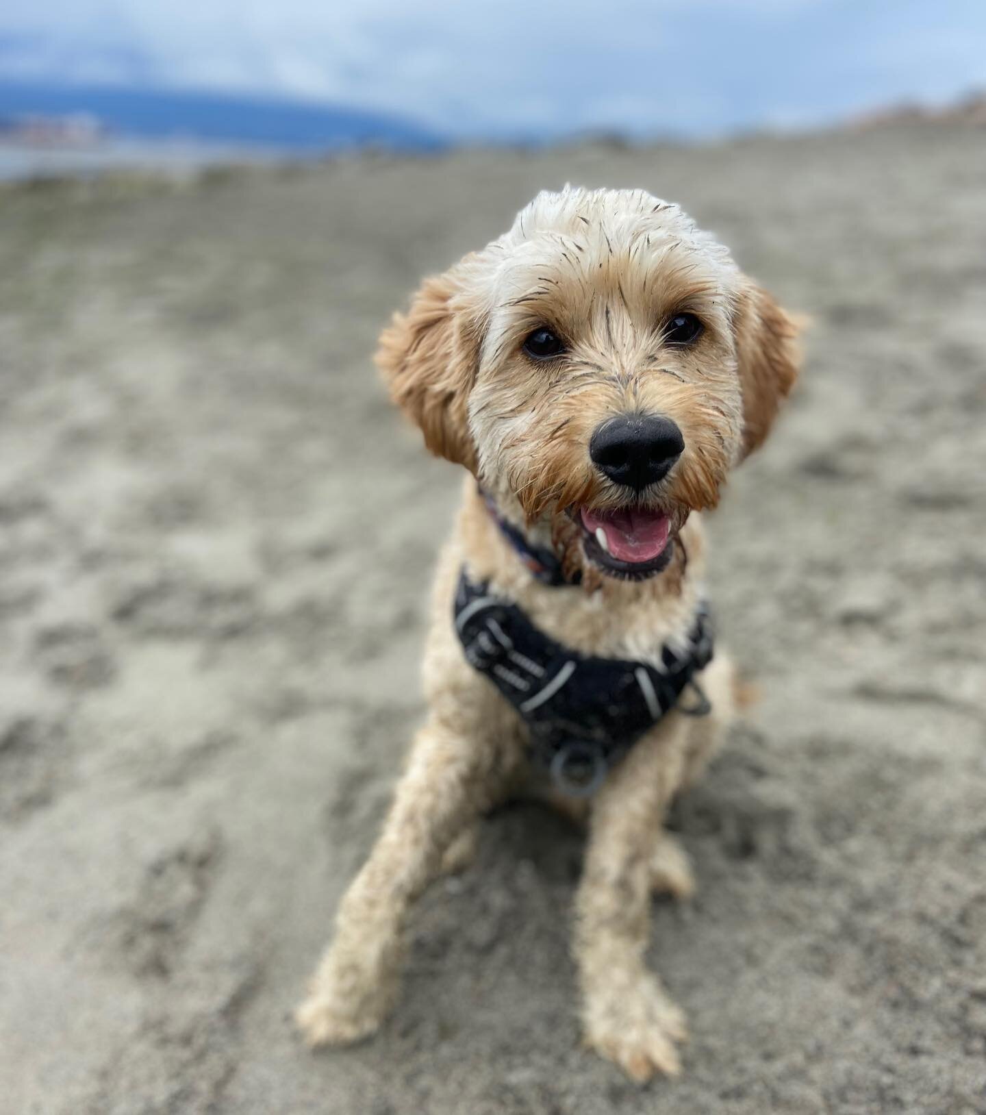 Beach anyone!! Feta is loving her summer in the sand #peachesncreamdoodles #doubledoodle #doubledoodlesofinstagram