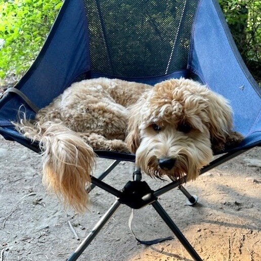 Anyone enjoy camping like Maz does #peachesncreamdoodles #doubledoodle #doubledoodlesofinstagram