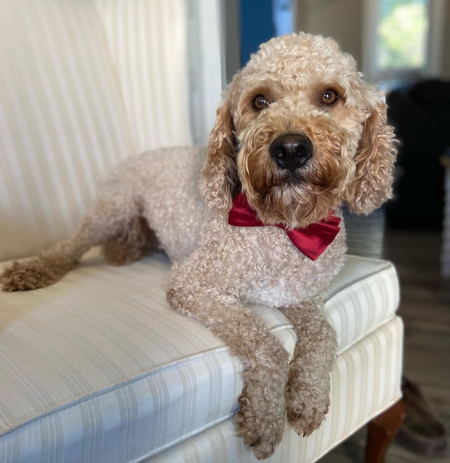 A hair cut, all dressed up and no place to go! #peachesncreamdoodles #goldendoodle #goldendoodleofinstagram