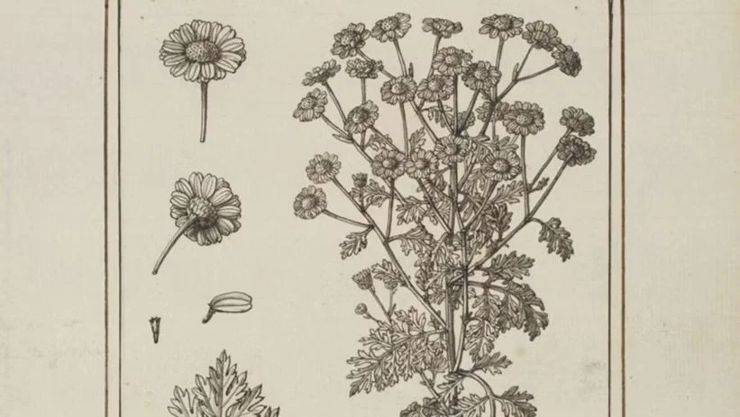 Remedies from the Garden: Eighteenth-Century Women as Healers