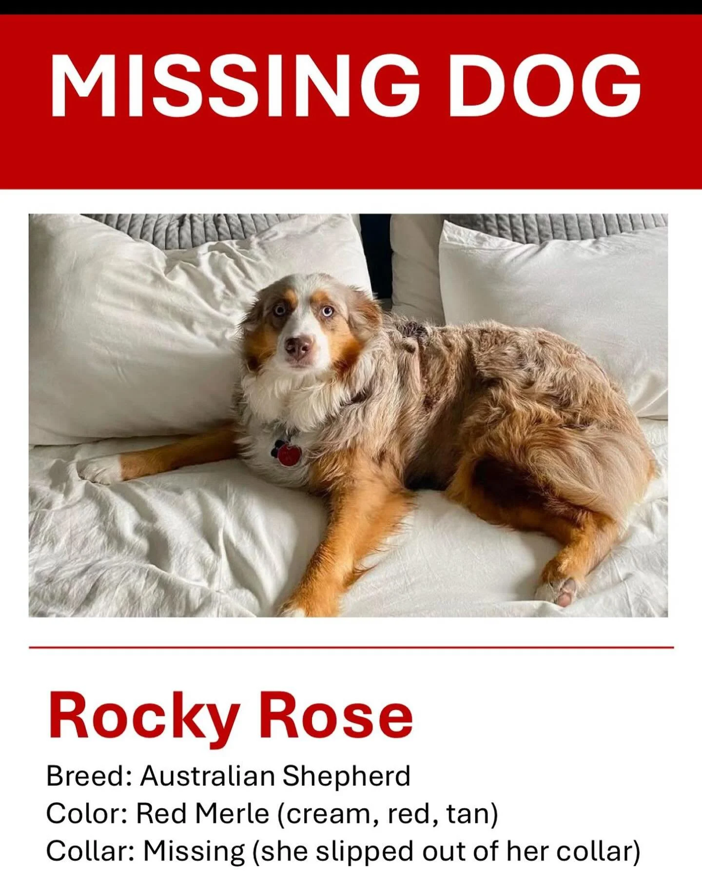 Have you seen Rocky Rose? Rocky slipped her collar on Fri 12/20. She&rsquo;s a Very Good Girl and her family misses her. Please call 773-505-9834 if you see her.