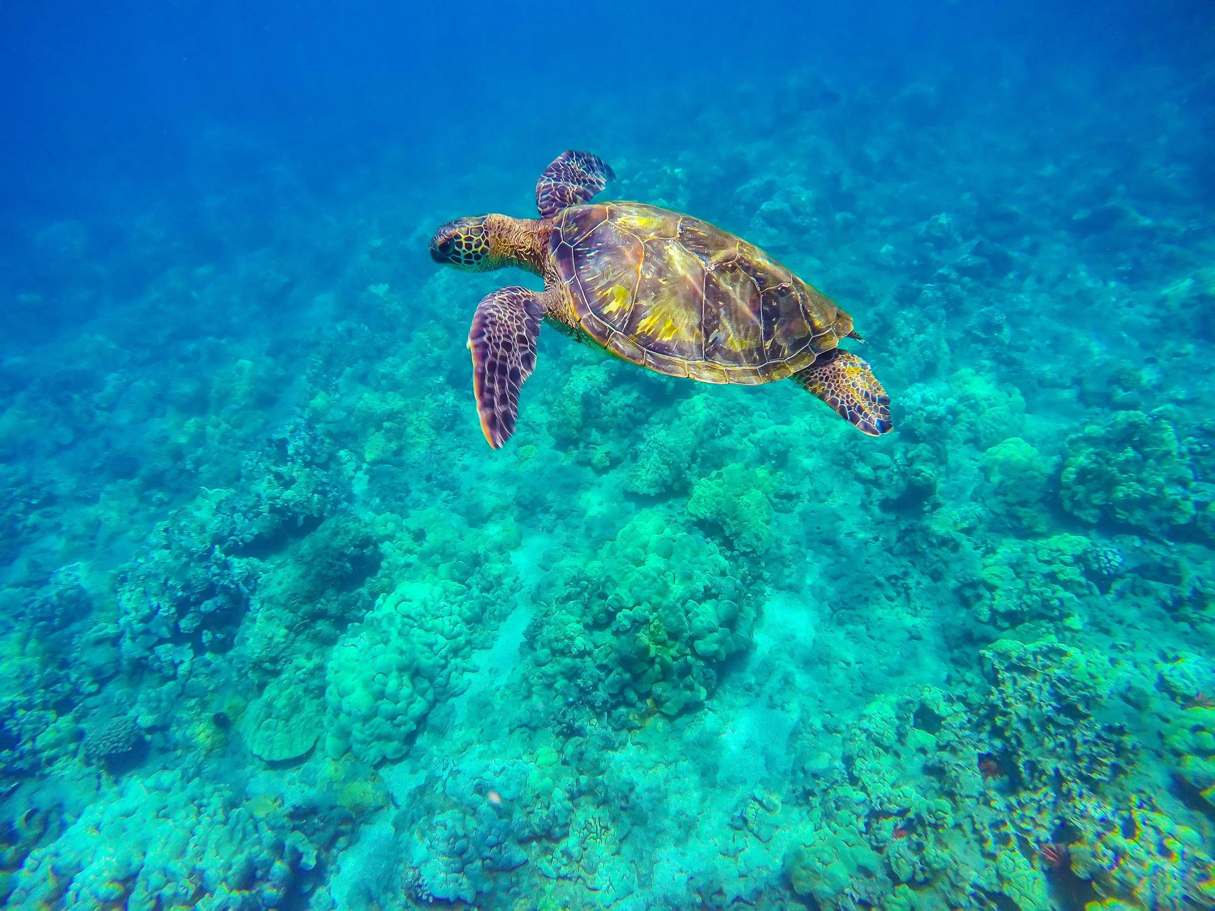 Contact — West Maui Sports and Fishing Supply