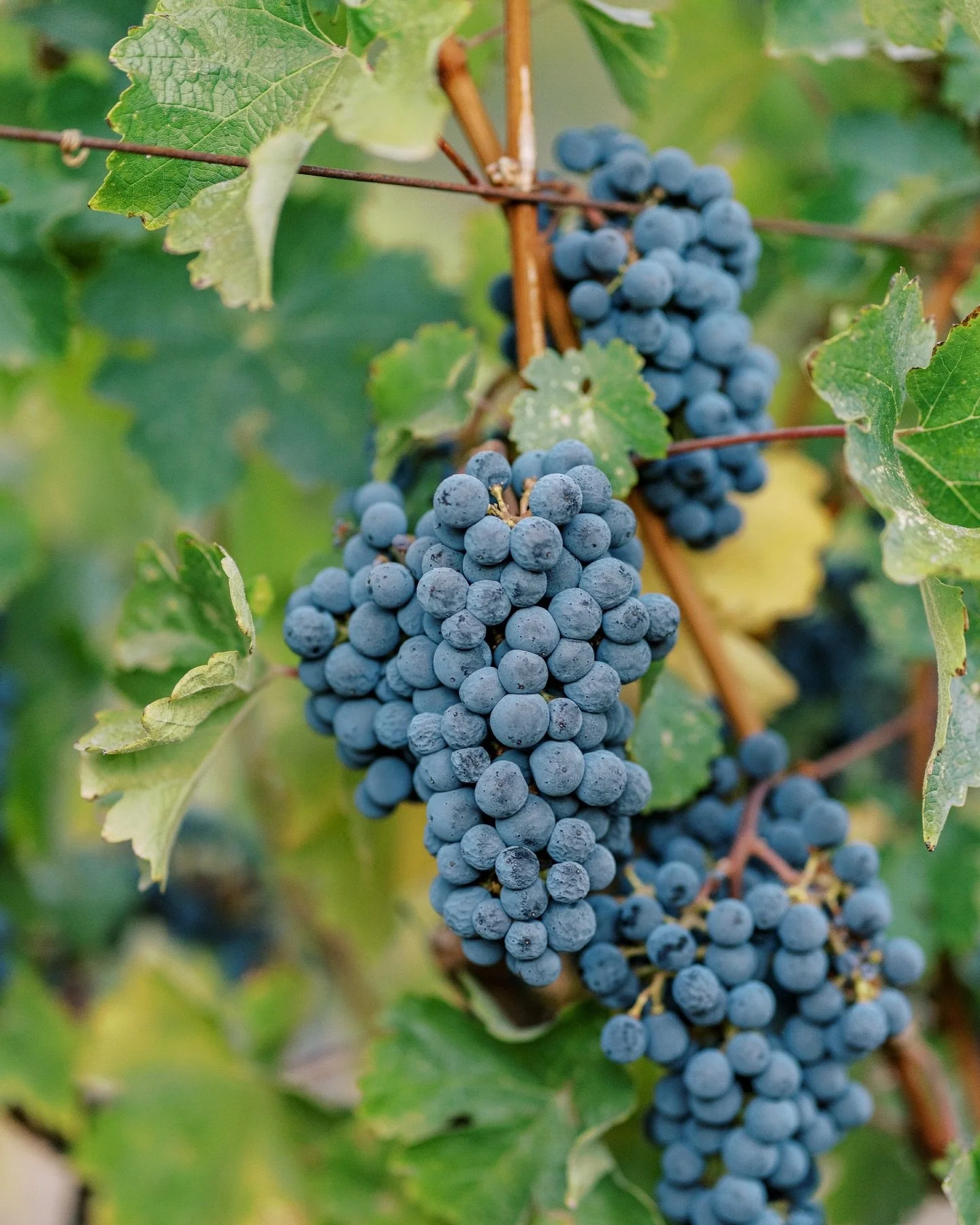 ‘Tis the season 🍇
#harvest #cabernetsavignon #napavalley #sonomavalley #winecountry #napavalleyphotographer #sonomacountyphotographer