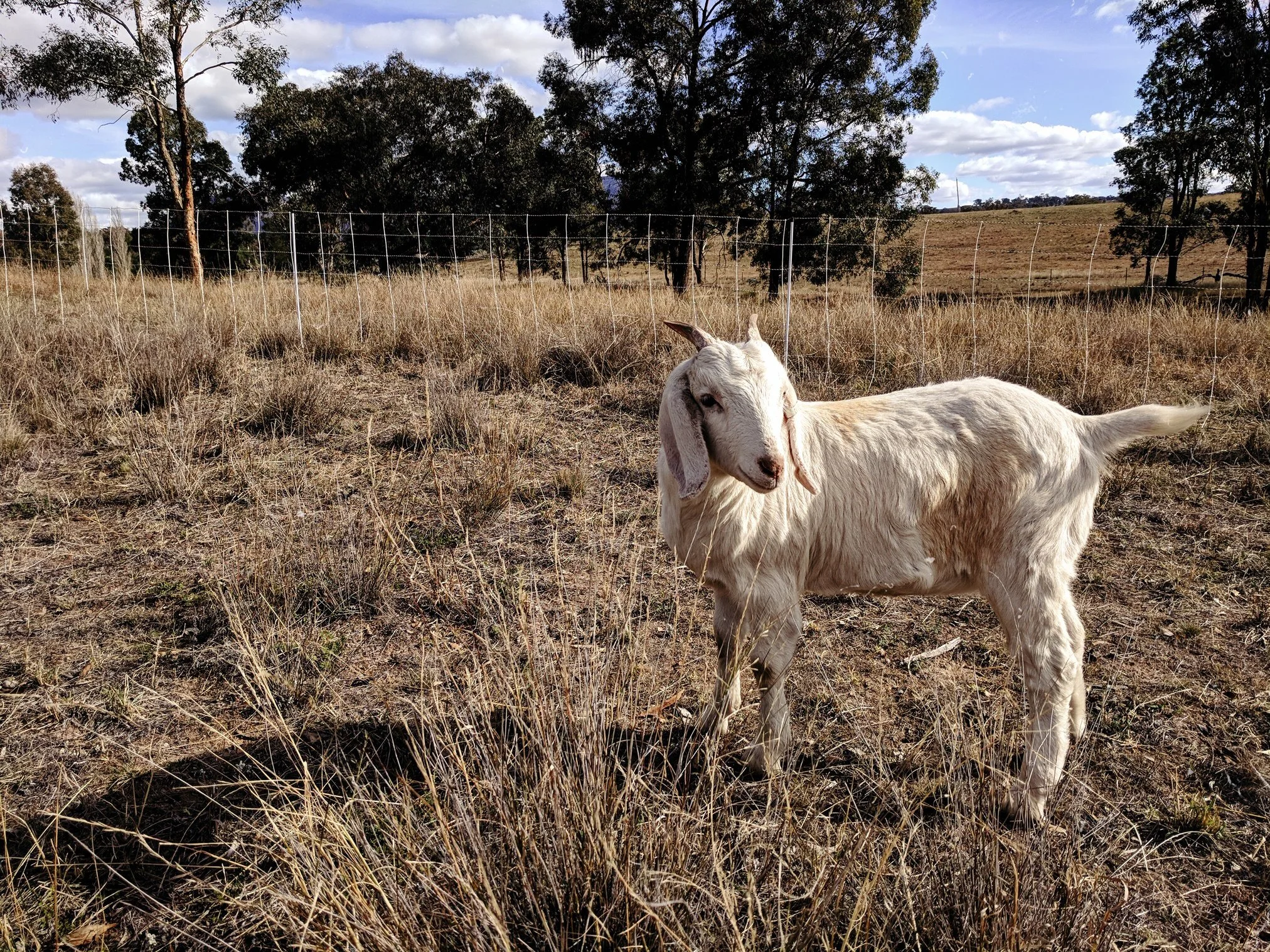 Not so lonely goat herd