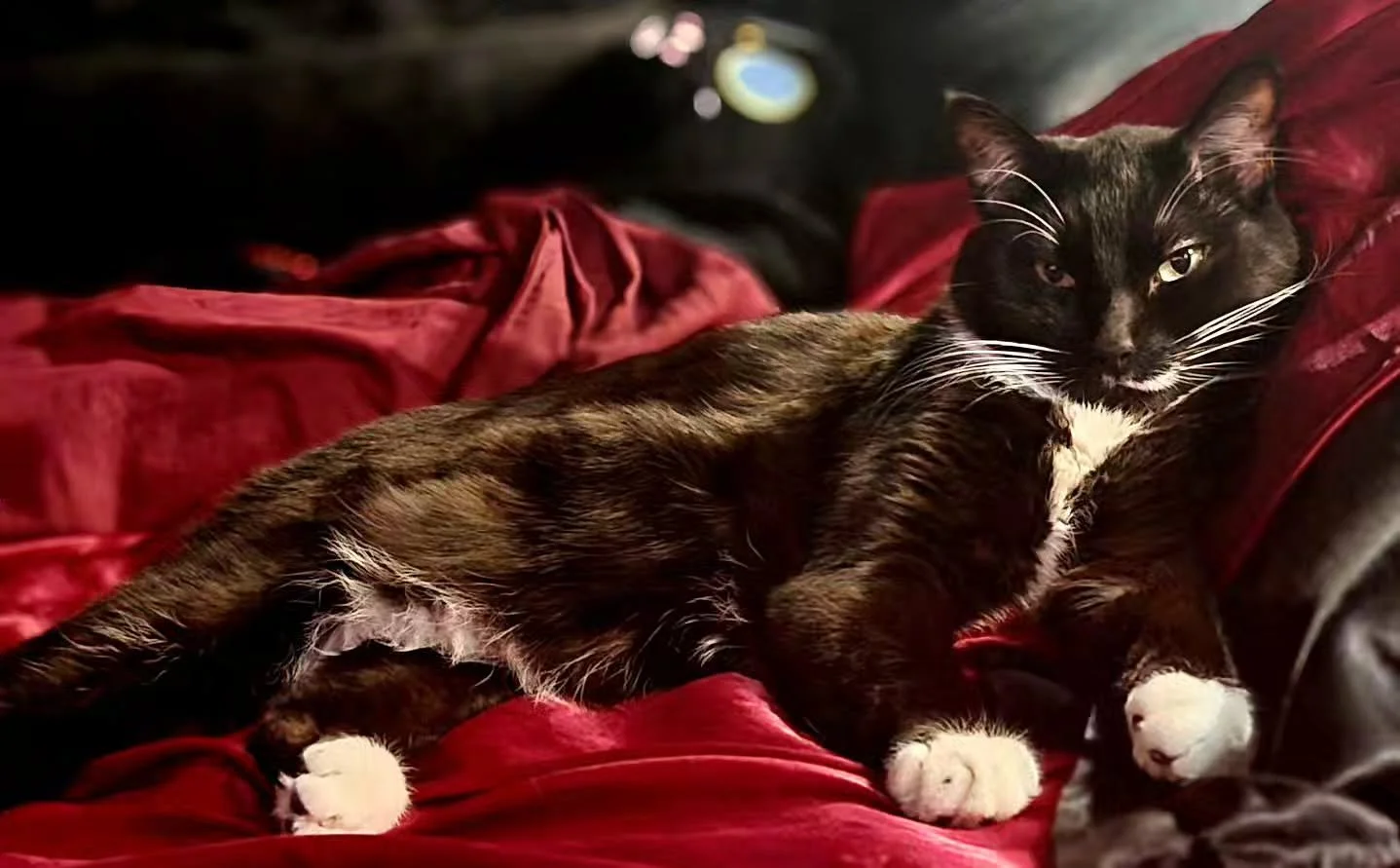 Charles, my sleepy boy, comfy as fuck.

#sleepy #sircharles #tuxedocat #catsofinstagram